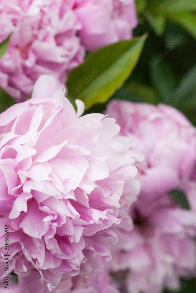 Pink Peonies Pink Peonies