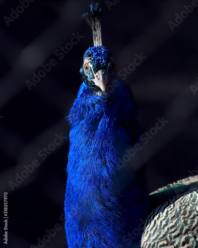 WROCLAW, POLAND - JANUARY 21, 2020: Peafowl is a common name for three species of birds in the genera Pavo and Afropavo of the Phasianidae family. ZOO in Wroclaw, Poland. photo