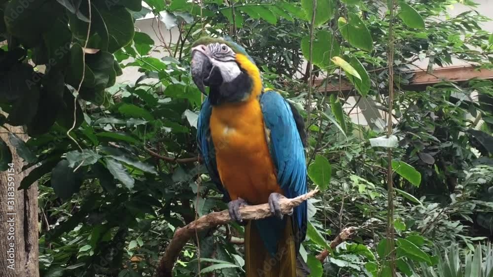 parrot blue and yellow gold macaw in tropical tree squarking friendly close up stock footage video parrot blue and yellow gold macaw in tropical tree squarking friendly close up stock footage video