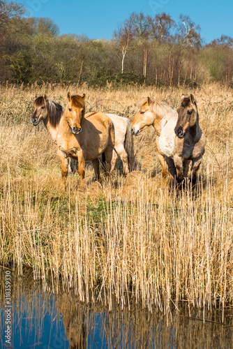 Wild Konik ponies on the banks of Burwell Lode in Wicken Fen, England, UK.