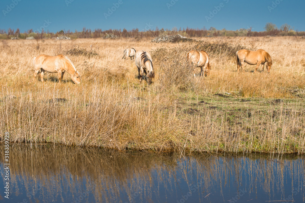 Wild Konik ponies on the banks of Burwell Lode in Cambridgeshire, England, UK. Wild Konik ponies on the banks of Burwell Lode in Cambridgeshire, England, UK.
