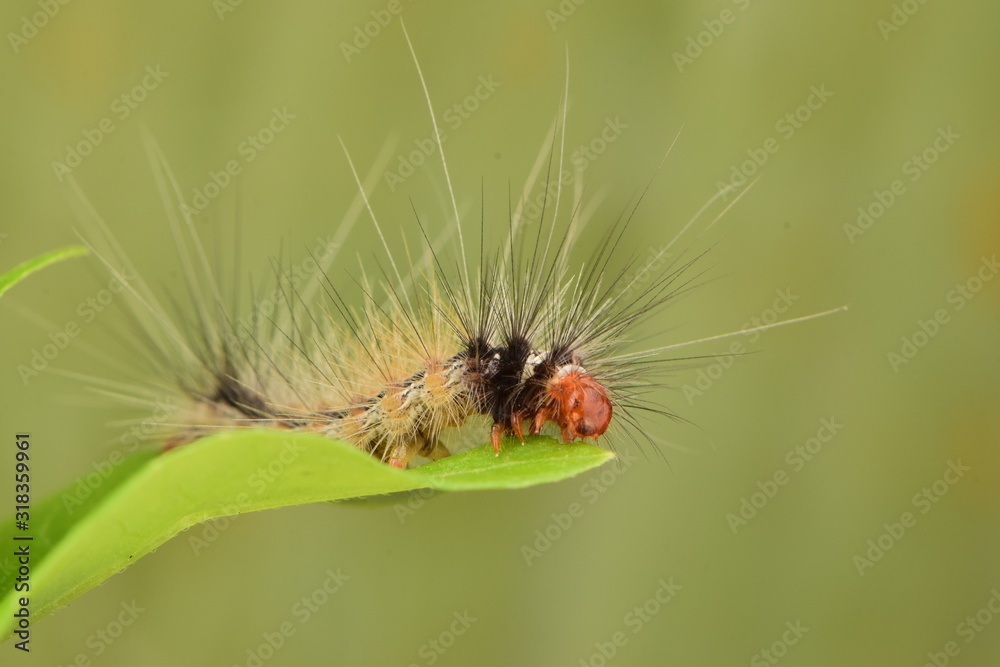 caterpillar on a leaf caterpillar on a leaf