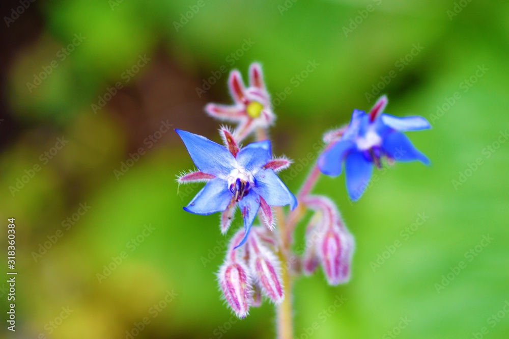 Blue Borage flowers (Borago officinalis).