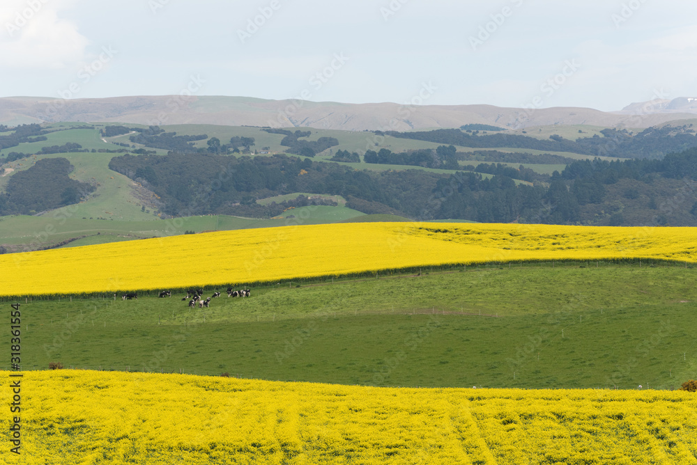 Two bright yellow fields of flowering rapeseed with a green pasture and grazing cows between. Canterbury, New Zealand.