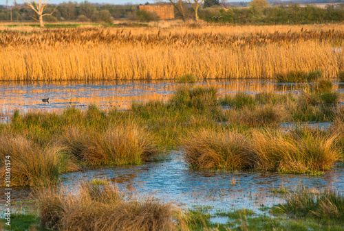 The warm evening sun hits reed beds at Wicken Fen Nature Reserve in Cambridgeshire, East Anglia, England, UK.
