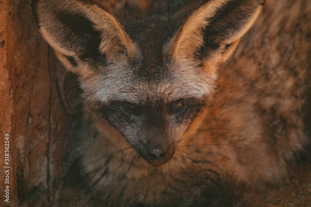 Fototapeta premium Fox