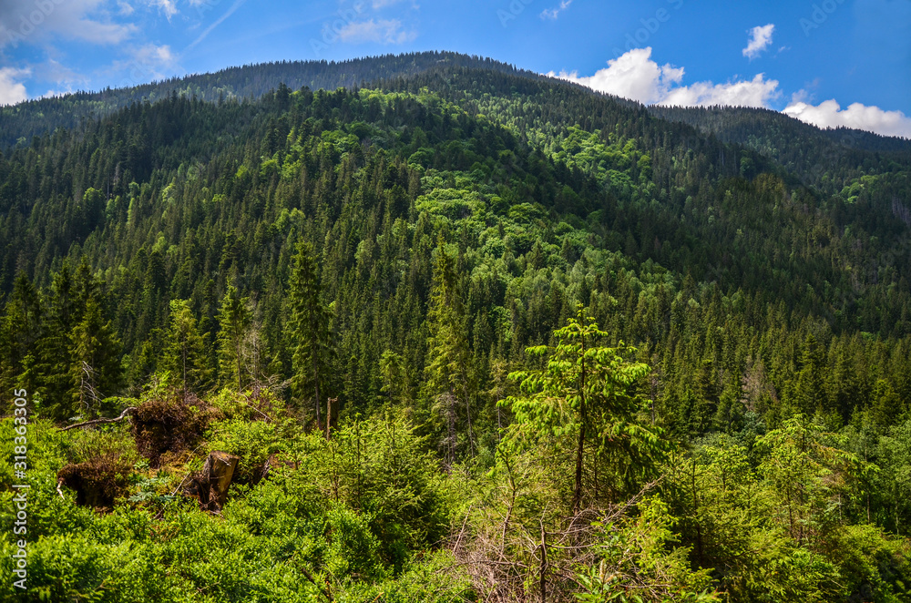 Photo of the Carpathian Mountains, which have a lot of coniferous trees. Forest and mountain landscape  in the summer season, Ukraine