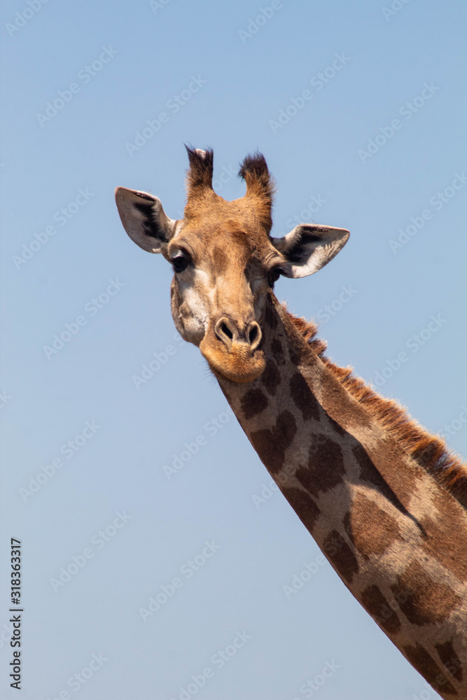 Obraz premium giraffe