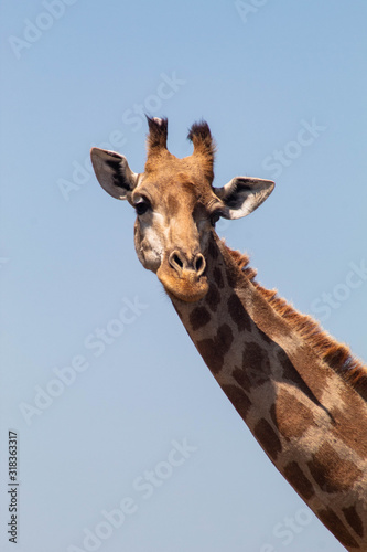 giraffe