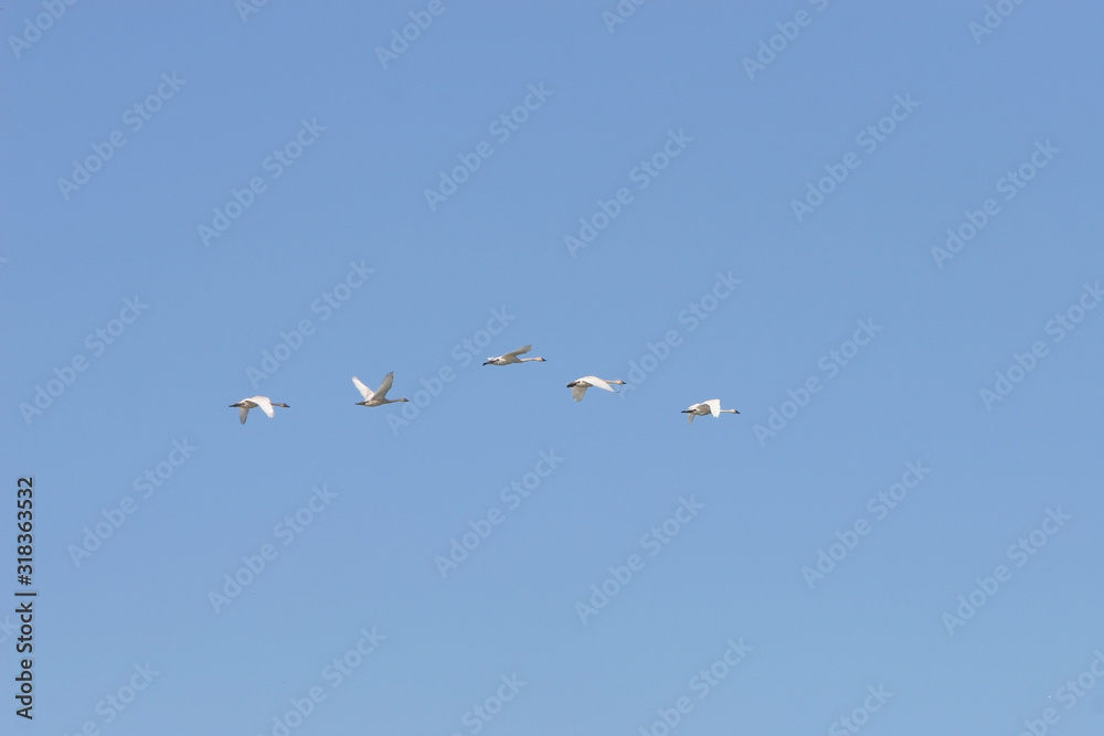 Five adult swans flying together in a clear blue sky.