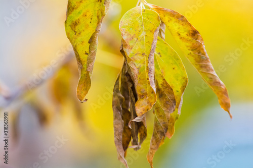 Wallpaper Mural Closeup of yellow, orange, brownish autumn tree leaves in sunny autumn day Torontodigital.ca