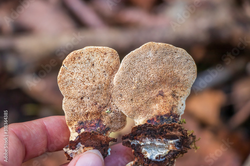 Tableau sur toile Underside of a polypore mushroom with pores