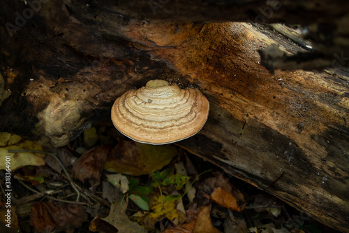 Artist’s conk mushroom (Ganoderma applanatum) growing on a log