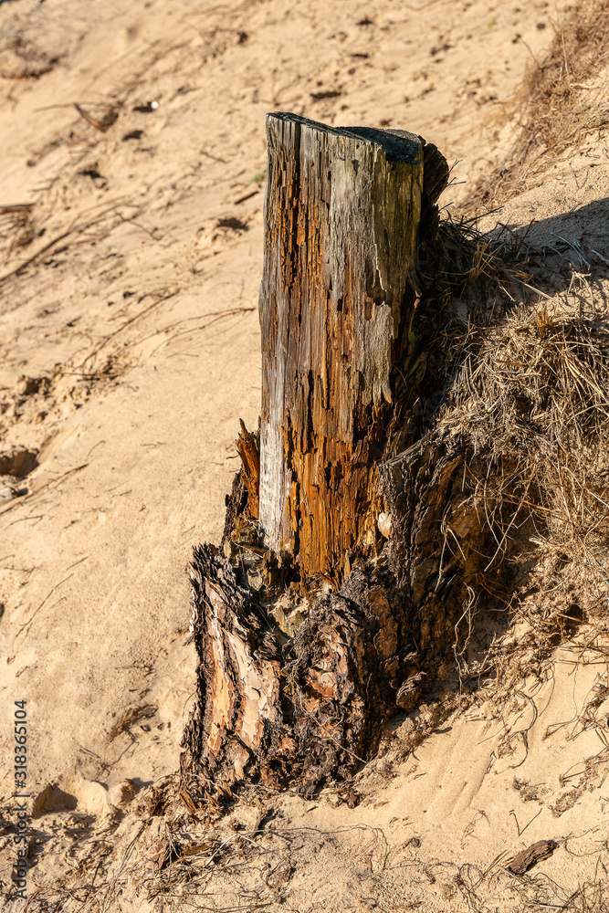 Fototapeta premium Rotten stump of pine on the shore