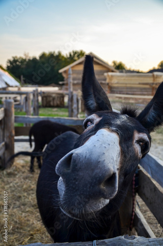 Comical looking donkey shows his nose to beg for food © Dmytro