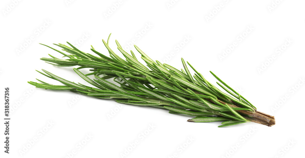 Fresh green rosemary isolated on white. Aromatic herb Fresh green rosemary isolated on white. Aromatic herb