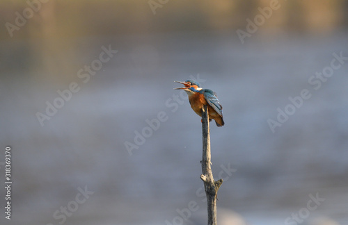 Eisvogel Alarm  photo