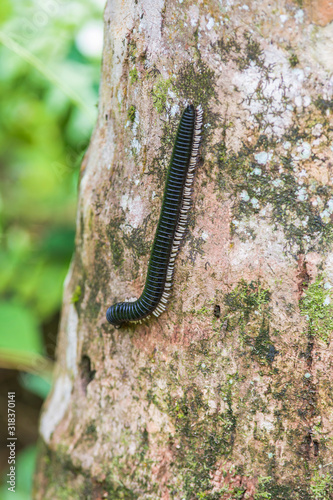 Millipede in the Sinharaja Rainforest of Sri Lanka