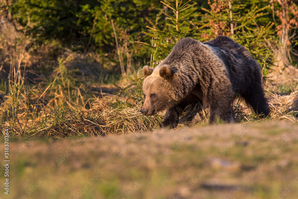 Fototapeta premium European Brown Bear (Ursus arctos arctos), in the forest, Slovakia. Wild bear in coniferous forest. Bear looking for food, in the background of spruce forest. .