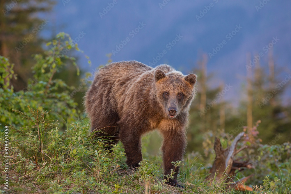 European Brown Bear in a forest landscape European Brown Bear in a forest landscape
