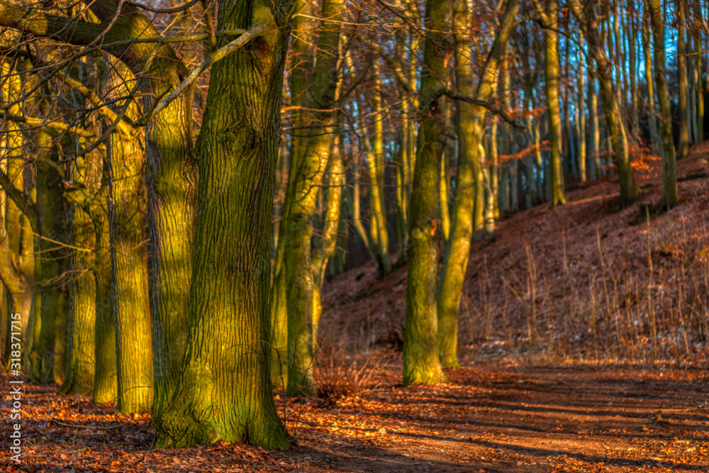 autumn walk forest path under warm sunlight