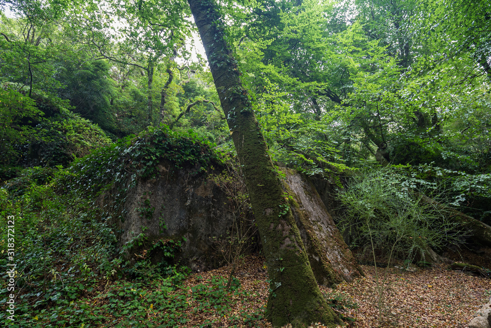 Tank of the Seven Pines, an old reservoir holding water in lush and verdant natural parkland at the Pena Park surrounding the Pena Palace (Palacio Nacional da Pena) in Sintra, Portugal. Tank of the Seven Pines, an old reservoir holding water in lush and verdant natural parkland at the Pena Park surrounding the Pena Palace (Palacio Nacional da Pena) in Sintra, Portugal.