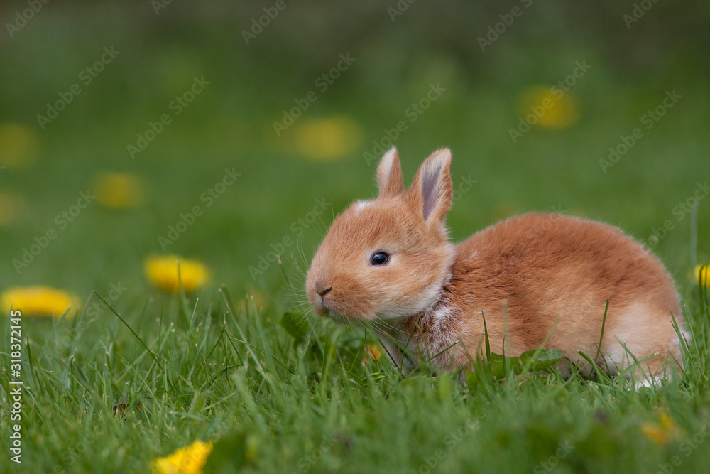 Little rabbit on green grass in summer day Little rabbit on green grass in summer day