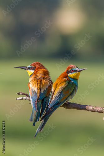 Male and female of European bee-eater. Merops apiaster.