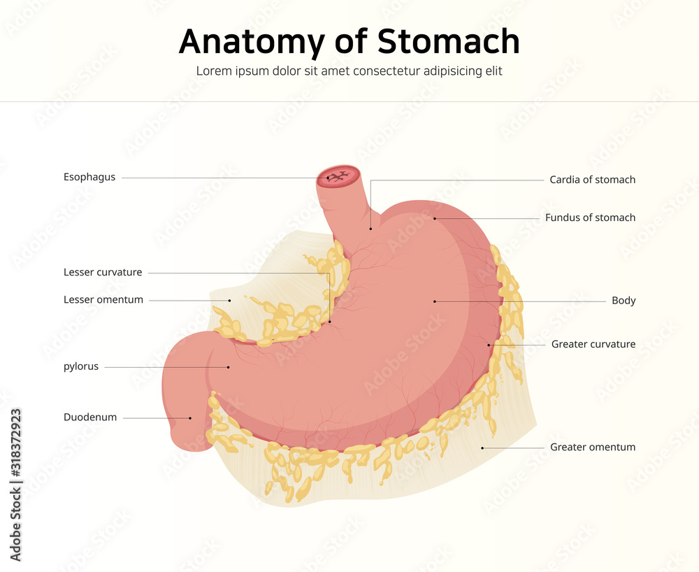 Anatomy of the human stomach Stock Vector | Adobe Stock