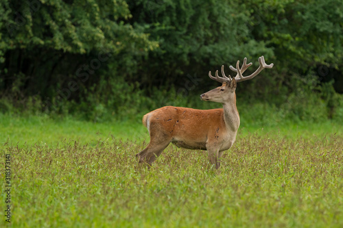 Young Red Deer, Cervus elaphus, stag growing velvet antlers in summer. Wild animal in grass land
