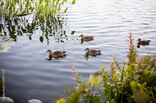 Ducks