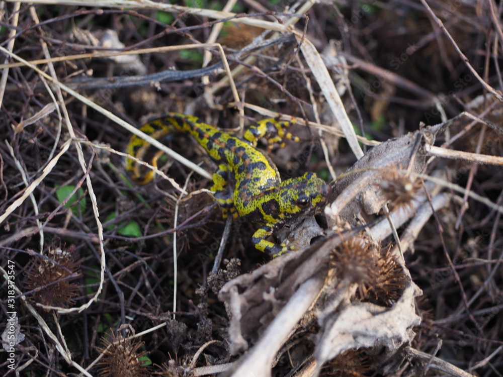 Lagarto en mitad de la naturaleza Lagarto en mitad de la naturaleza