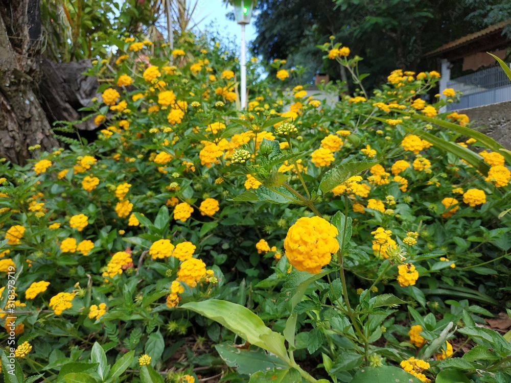 Obraz premium Bunch of yellow flowers