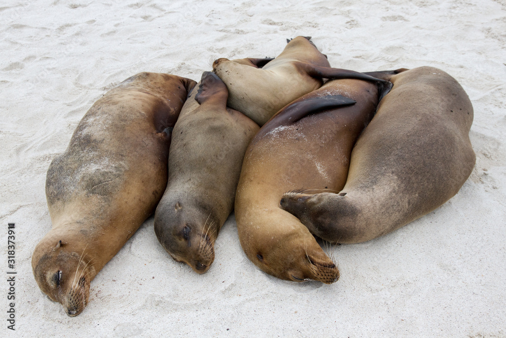 Fototapeta premium Galapagos Sea Lion