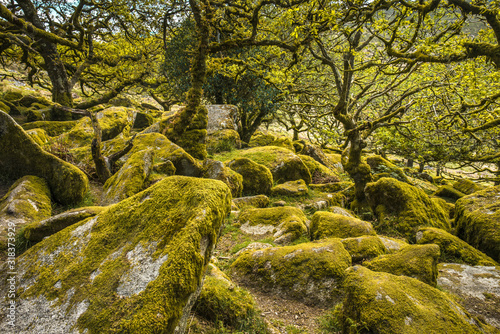 Sessile oaks and moss in Wistman's Wood in Dartmoor, Devon, England. photo