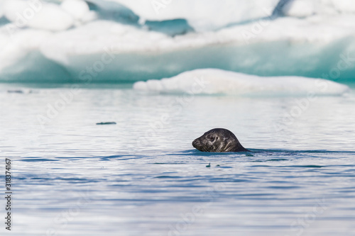 Common seal at Jokulsarlon glacier lake in front of ice floes