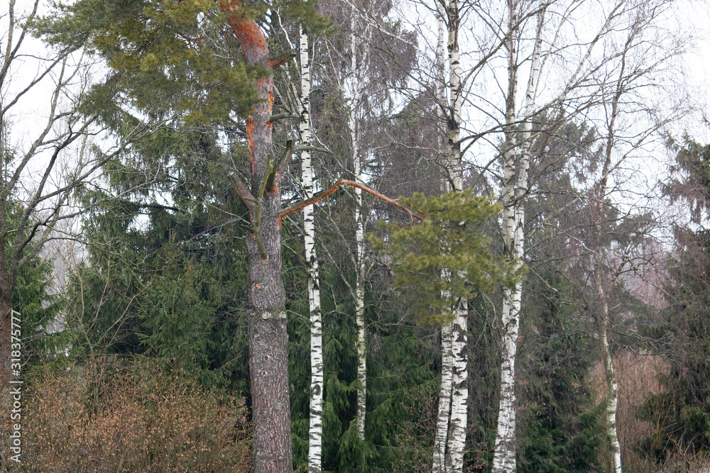 Fototapeta premium autumn forest 