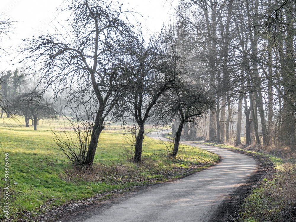 Kahle Obstbäume im Winter