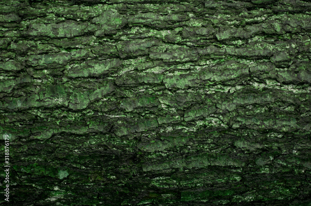 Relief texture of the green bark of a tree Relief texture of the green bark of a tree