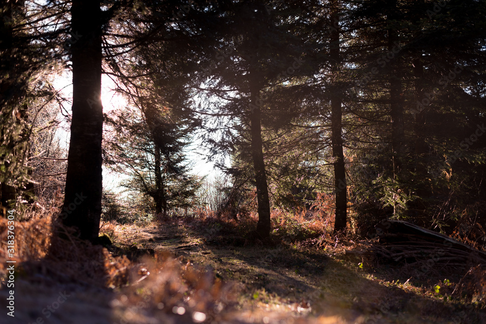 Obraz premium Sonnenuntergang im wald