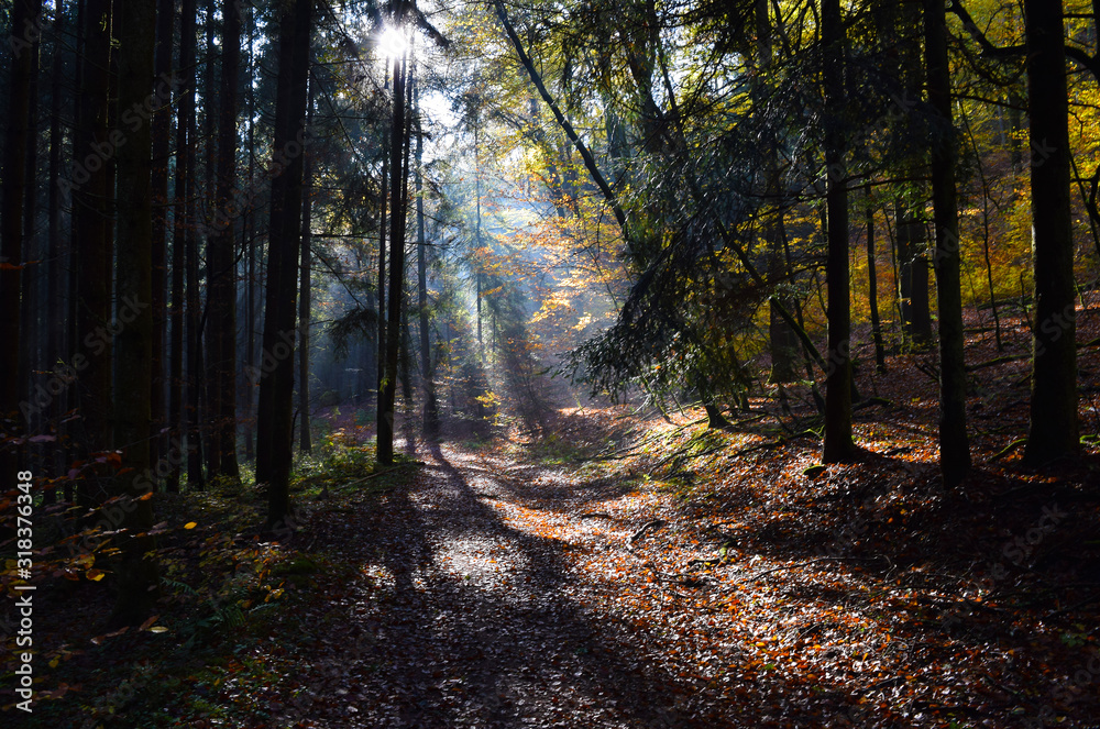 Lichtschein im Wald