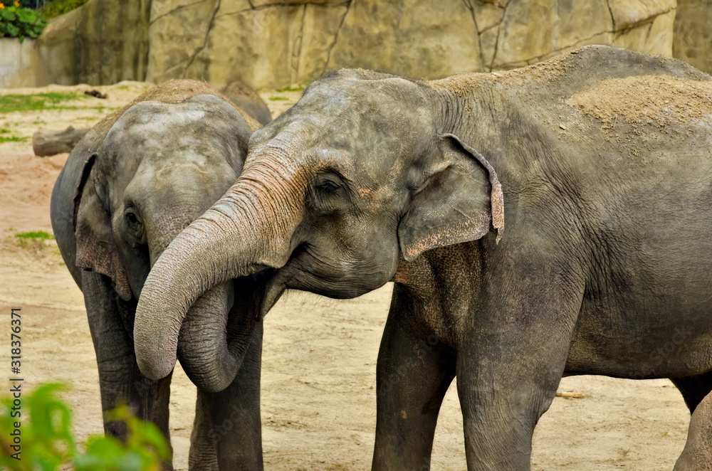 Fototapeta premium Elefantenliebe