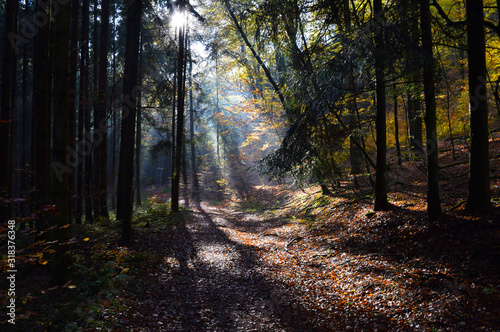 Lichtschein im Wald