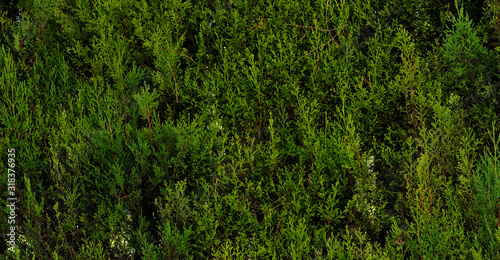 Cupressus leylandii herbage fence