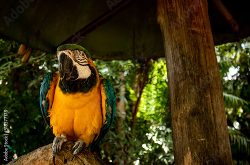 Picture of the common Macaw © JohnDonovan