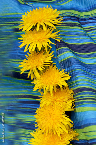 Fototapeta  yellow flowers on a bright background dandelions