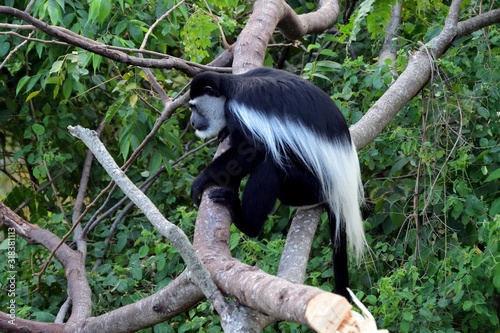 Black-and-white colobus, Lake Kyaninga Uganda