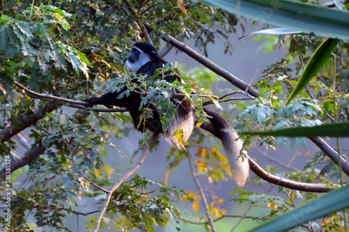 Black-and-white colobus, Lake Kyaninga Uganda photo