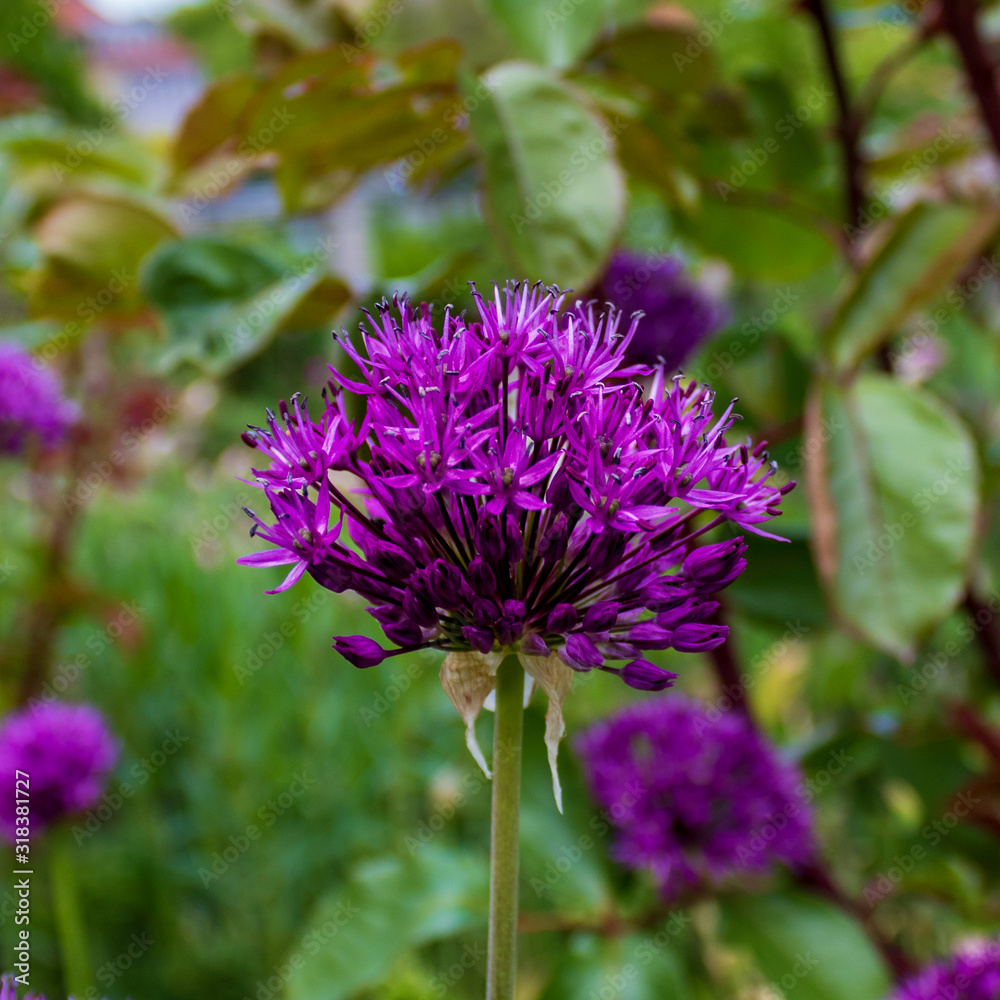 Close up of purple Giant Onion flower (Allium giganteum) with green background Close up of purple Giant Onion flower (Allium giganteum) with green background