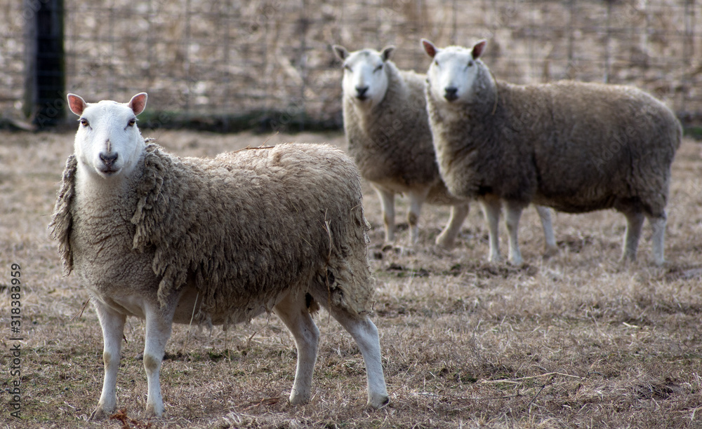 Obraz premium Portrait of three sheep in a field.